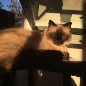 Meet your Posher, Kat